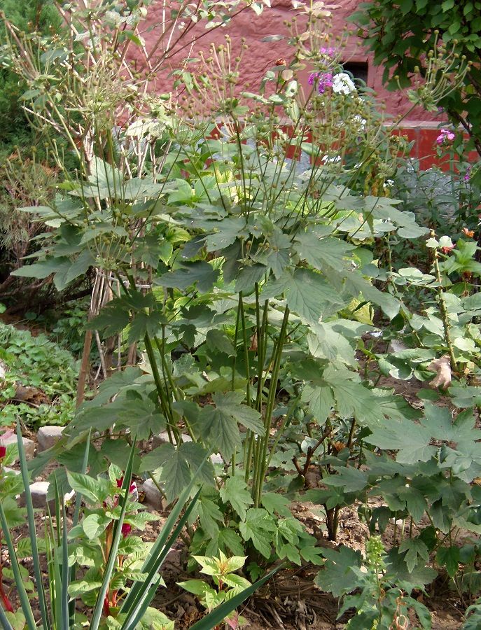 Image of Anemone hupehensis specimen.