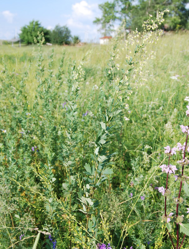 Image of Thalictrum simplex specimen.