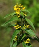 Lysimachia vulgaris. Верхушка расцветающего растения. Восточный Казахстан, г. Усть-Каменогорск, правый берег р. Иртыш, заболоченный луг. 04.07.2017.