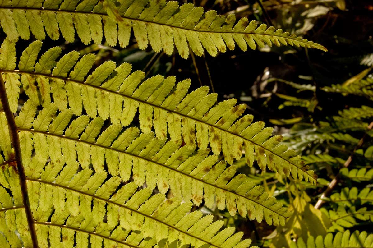 Image of Dryopteris filix-mas specimen.