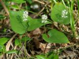 Maianthemum bifolium. Цветущие растения. Иркутская обл., Шелеховский р-н, окр. с. Введенщина, сосновый лес, обочина лесной дороги. 11.06.2017.