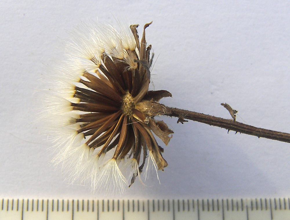 Image of Crepis sibirica specimen.