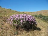 Acanthophyllum pungens. Цветущее растение. Казахстан, хр. Сырдарьинский Каратау, Малый Каратау, правый борт устьевой части разлома Карасай, 750 м н.у.м. 7 июня 2017 г.