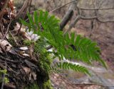 Polypodium vulgare. Спороносящее растение. Краснодарский край, м/о г. Новороссийск, северный склон горы Сахарная Голова, глубокая балка с ручьём в тенистом дубово-грабовом лесу, ≈ 300 м н.у.м., скальное обнажение, на моховой подушке. 10.12.2017.