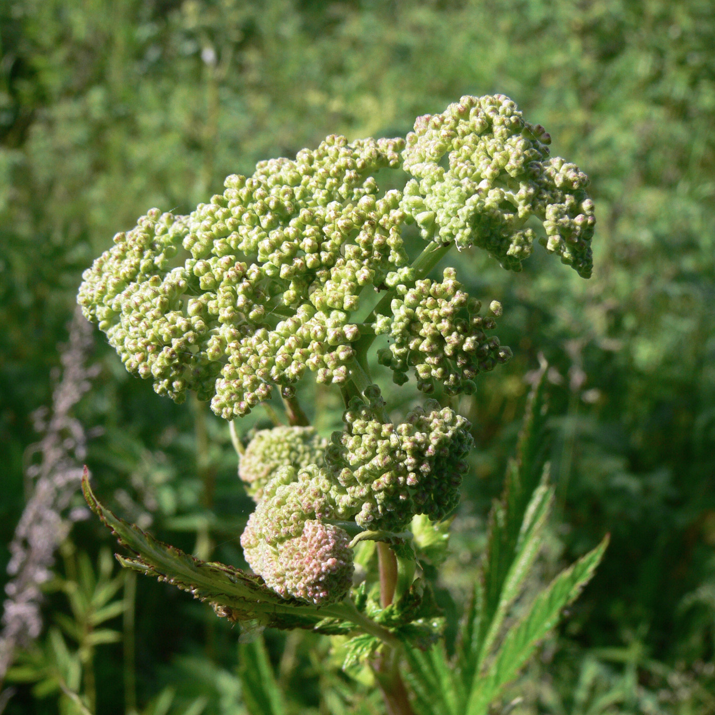 Image of Filipendula ulmaria specimen.