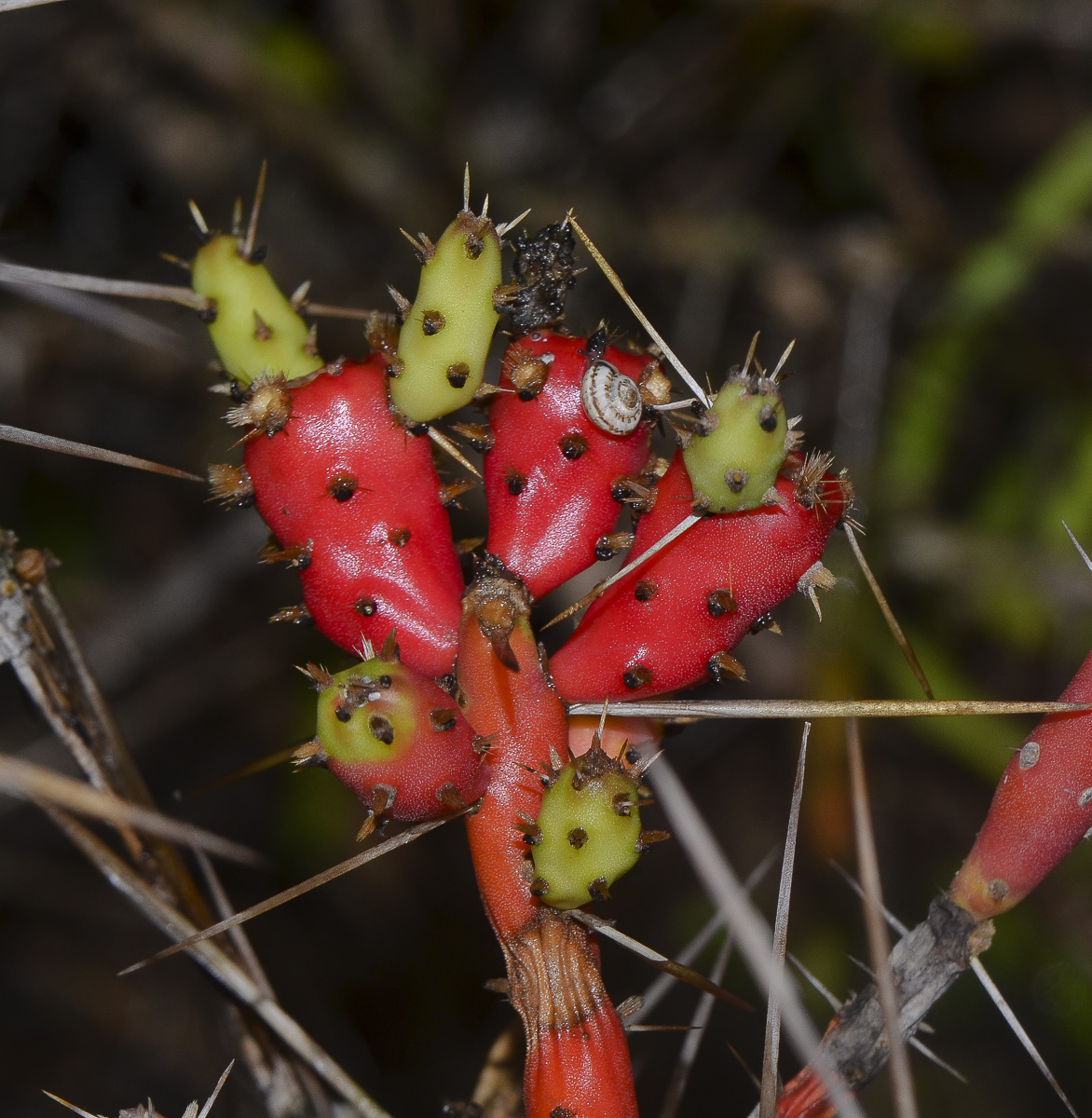 Изображение особи Cylindropuntia leptocaulis.