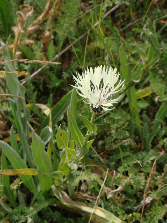 Image of Centaurea cheiranthifolia specimen.