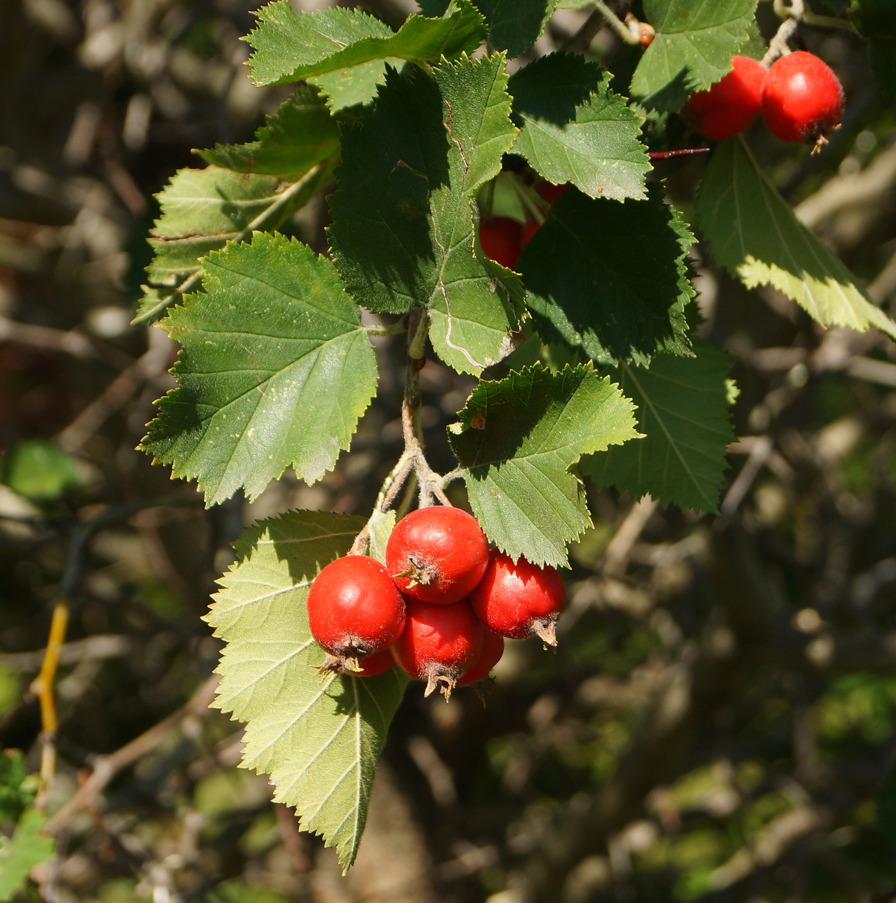 Изображение особи Crataegus submollis.