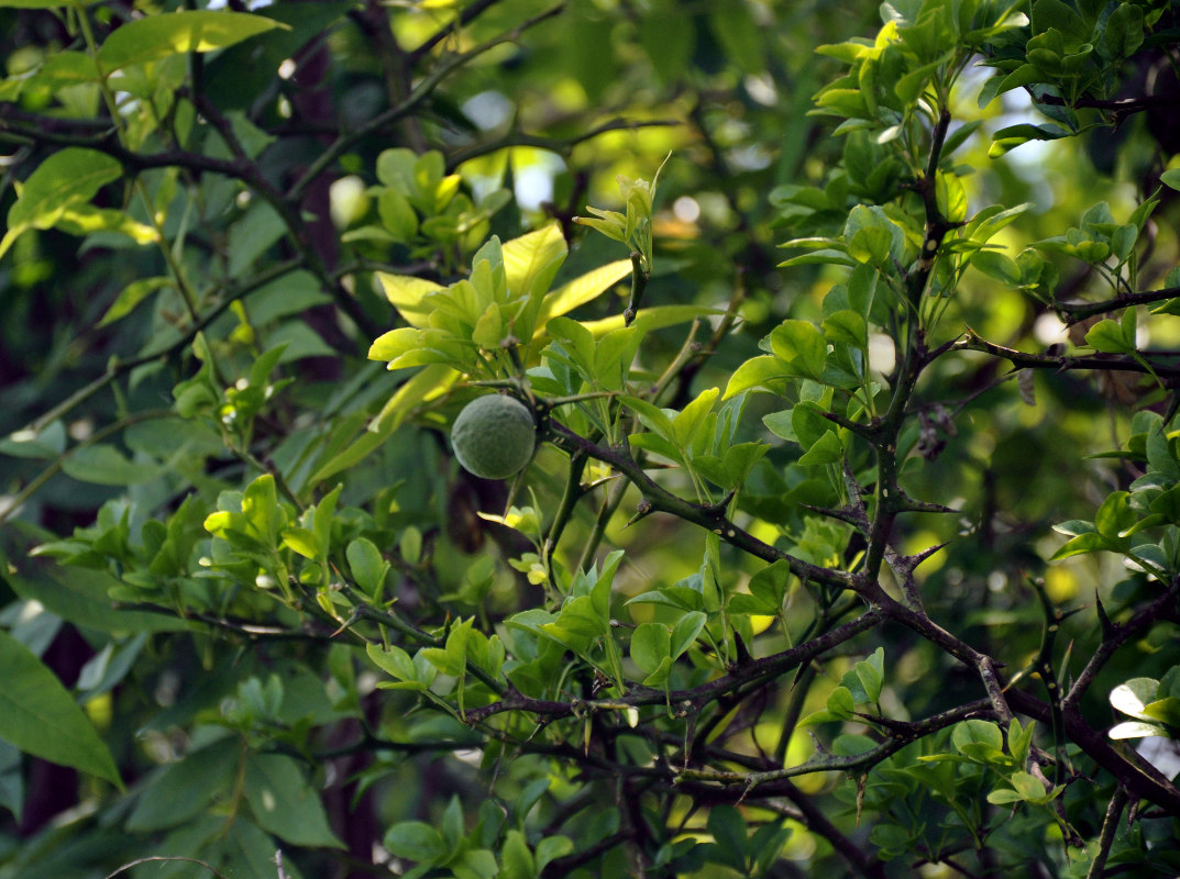 Изображение особи Poncirus trifoliata.