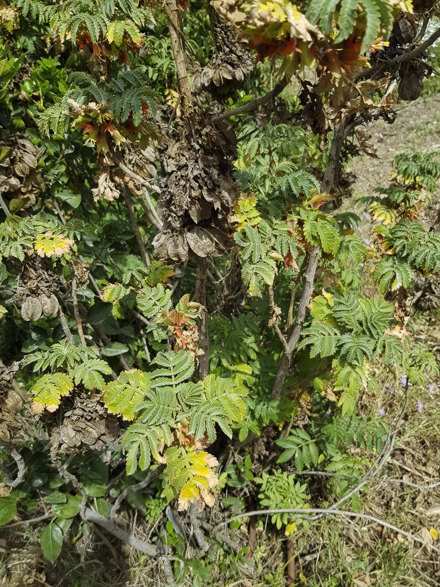 Image of Melianthus comosus specimen.