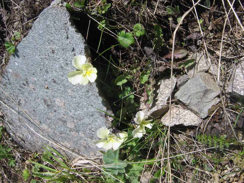 Изображение особи Viola altaica.