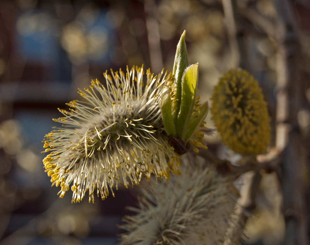 Image of Salix caprea specimen.