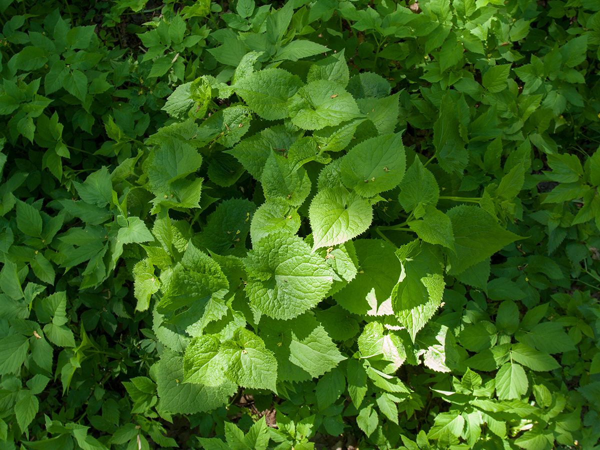 Изображение особи Lunaria rediviva.