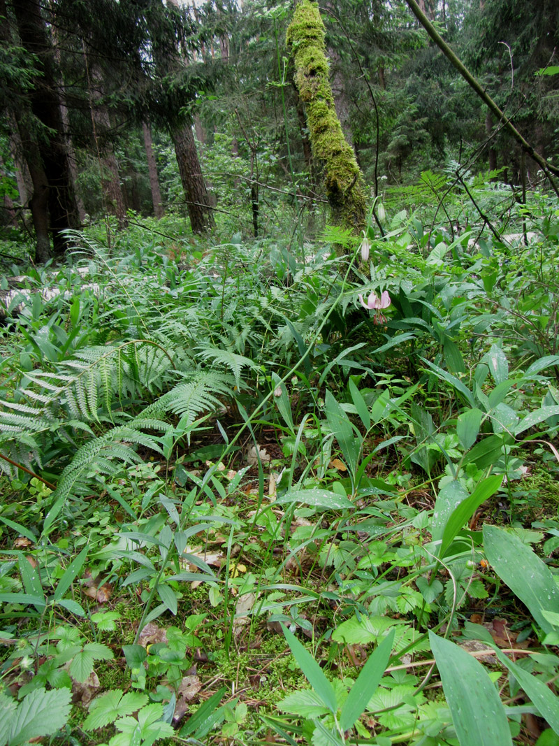 Image of Lilium martagon specimen.