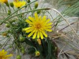 Hieracium umbellatum variety dunale. Соцветие. Калининградская обл., г. Балтийск, городской пляж. 11 августа 2018 г.