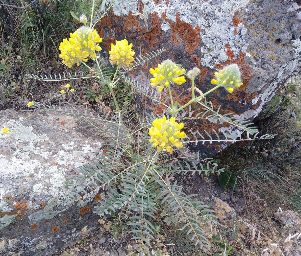 Изображение особи Astragalus finitimus.