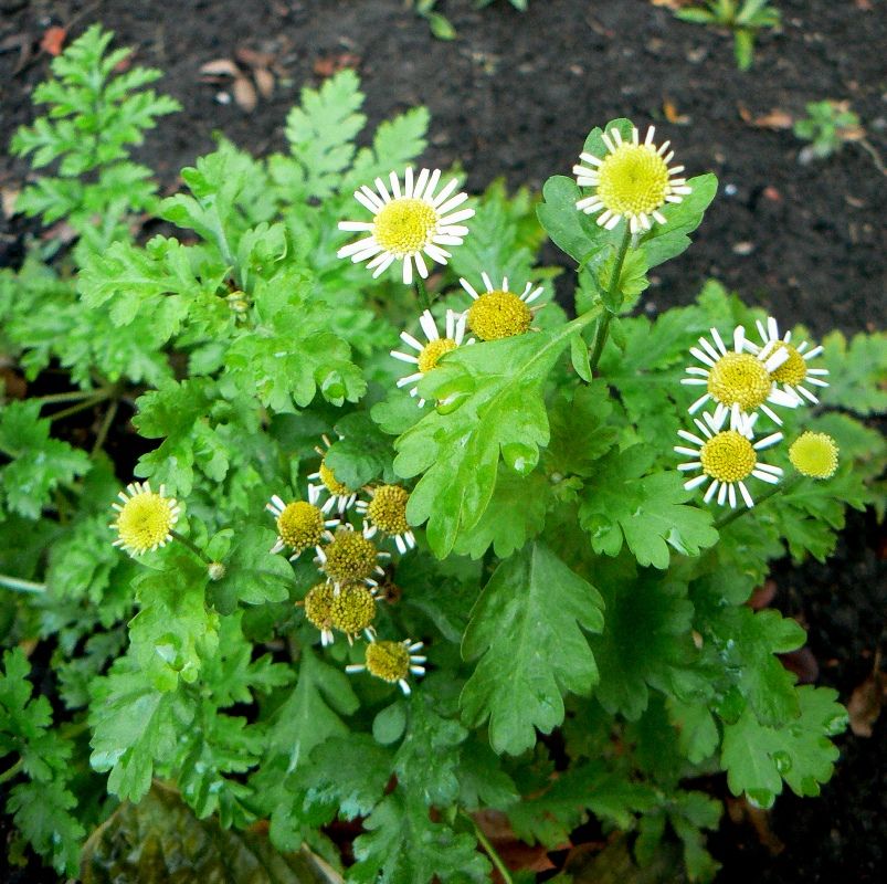 Image of Pyrethrum parthenium specimen.