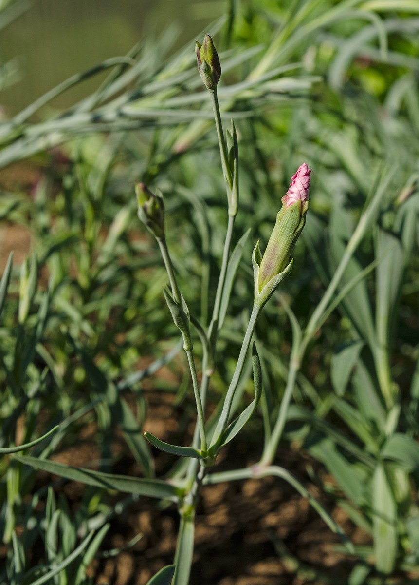 Изображение особи род Dianthus.