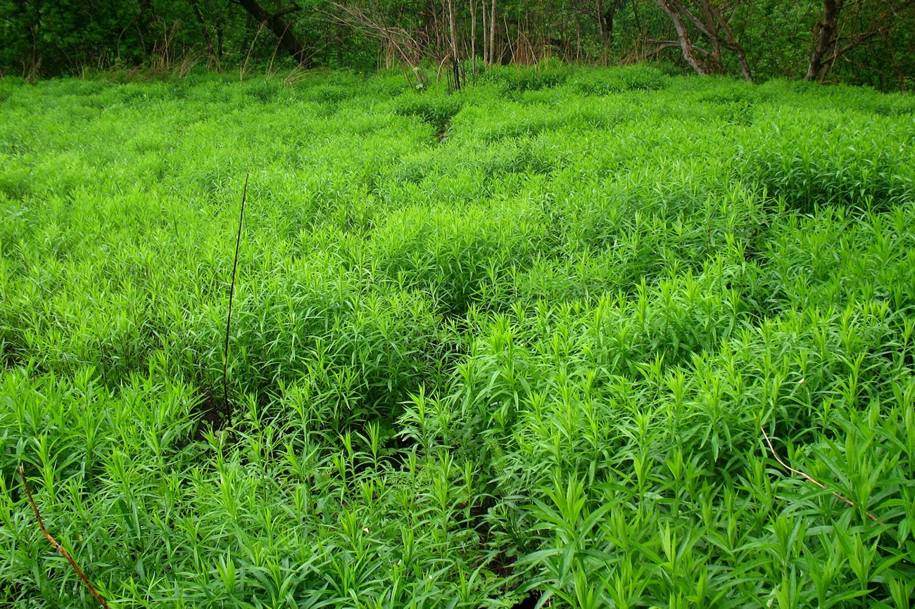 Image of Solidago gigantea specimen.