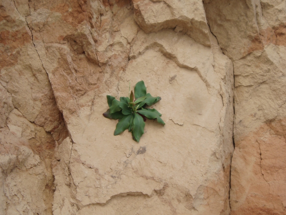 Image of genus Limonium specimen.