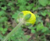 genus Ranunculus. Распускающийся цветок (вид со стороны чашечки). Дагестан, Акушинский р-н, окр. с. Акуша, ок. 1800 м н.у.м., опушка березняка. 06.06.2019.