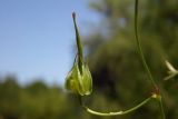 Geranium columbinum. Зреющий плод и часть побега. Республика Адыгея, г. Майкоп, южная окраина, поляна между р. Белая и водораздельным хребтом Нагиеж-Уашх. 15.06.2019.