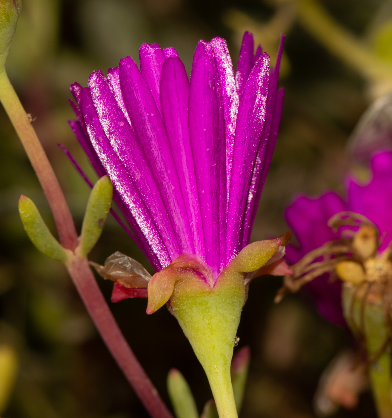 Image of Lampranthus productus specimen.