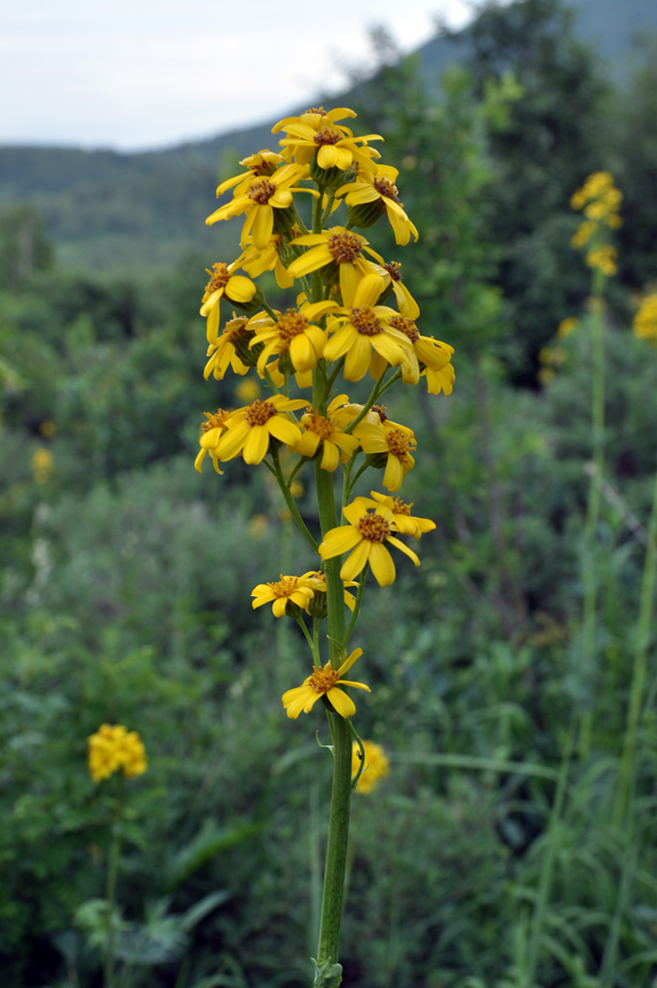 Image of Ligularia glauca specimen.