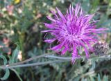 Centaurea scabiosa