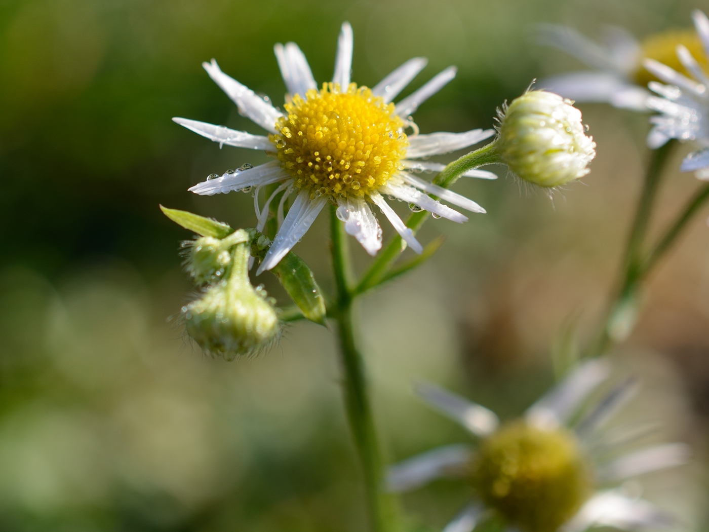 Image of Erigeron annuus specimen.