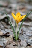 Crocus angustifolius