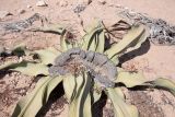 Welwitschia mirabilis