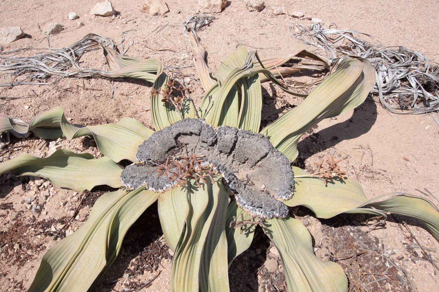 Изображение особи Welwitschia mirabilis.