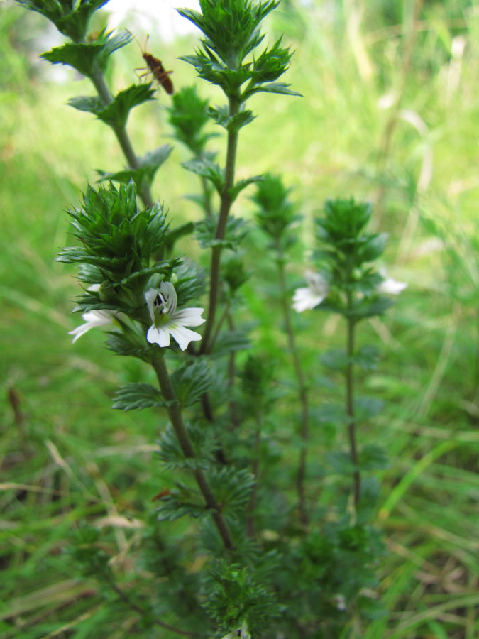 Image of Euphrasia stricta specimen.