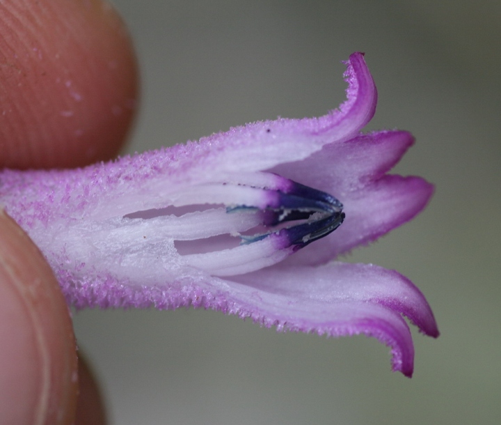 Image of genus Palicourea specimen.