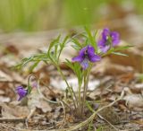 Смотреть изображение Viola dissecta