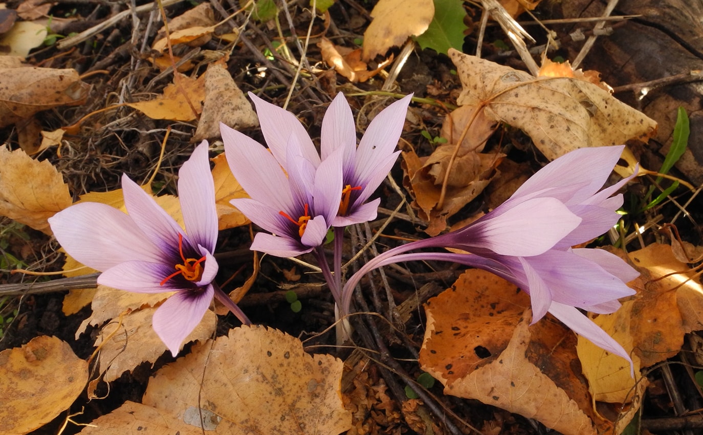 Изображение особи Crocus mathewii.