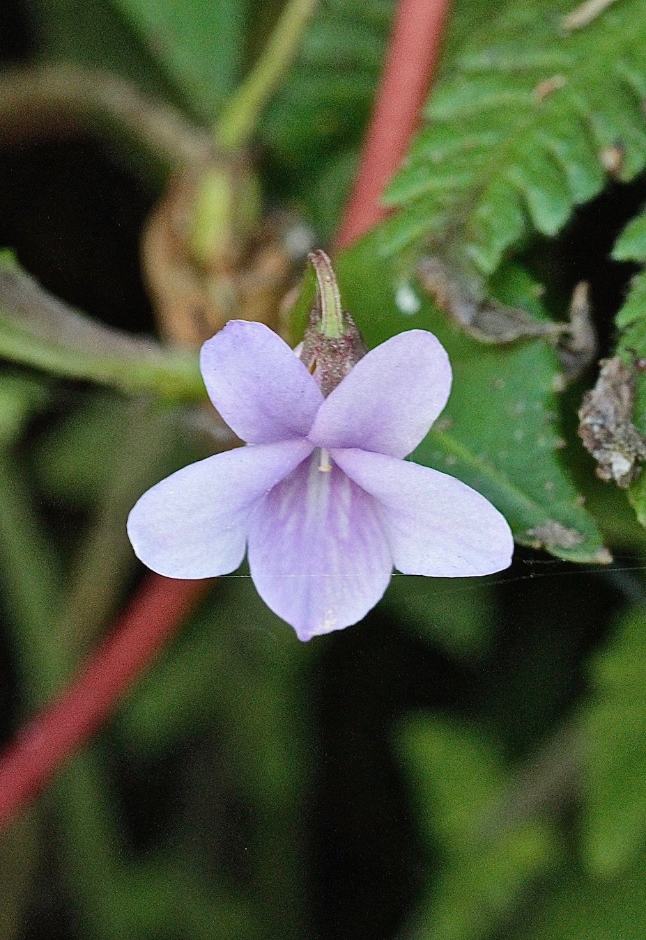 Image of Viola scandens specimen.