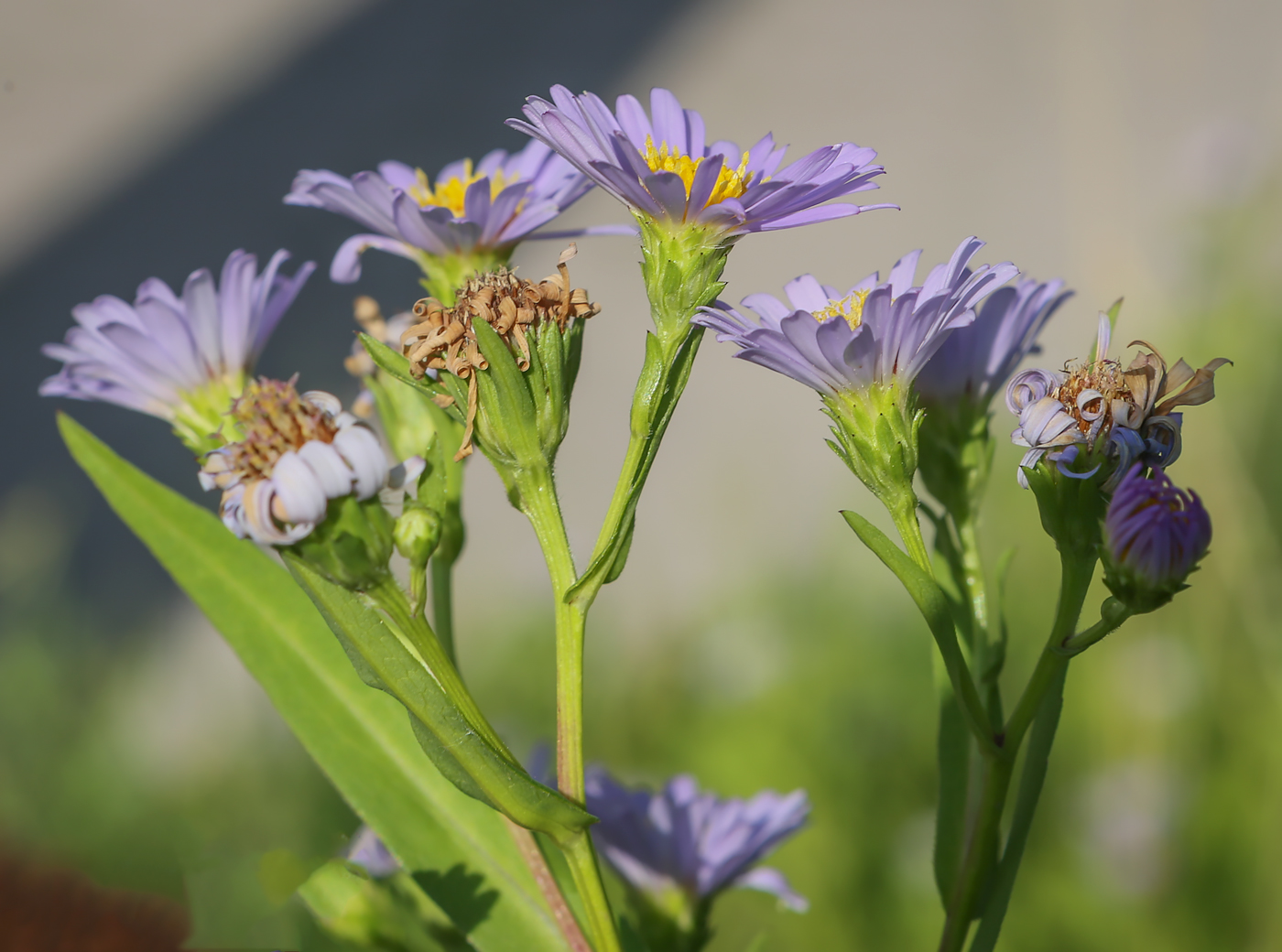 Image of genus Symphyotrichum specimen.