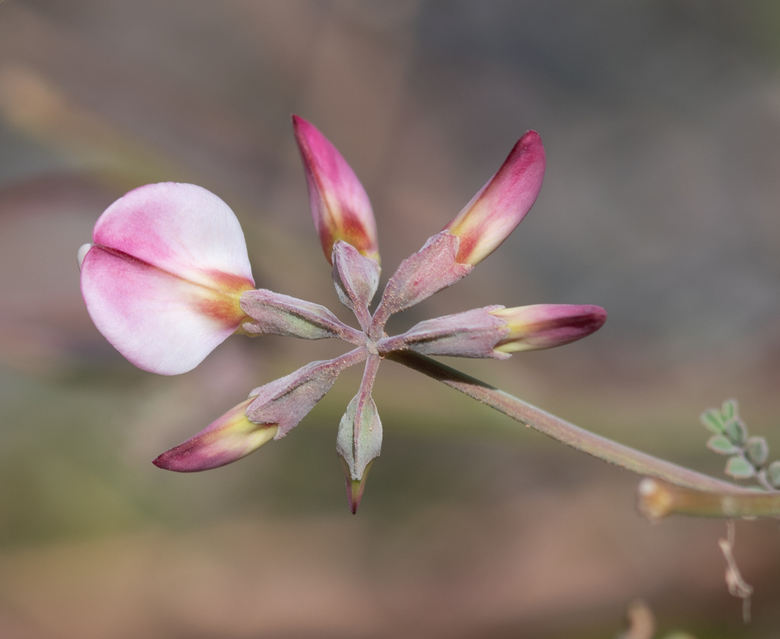 Изображение особи Coronilla viminalis.