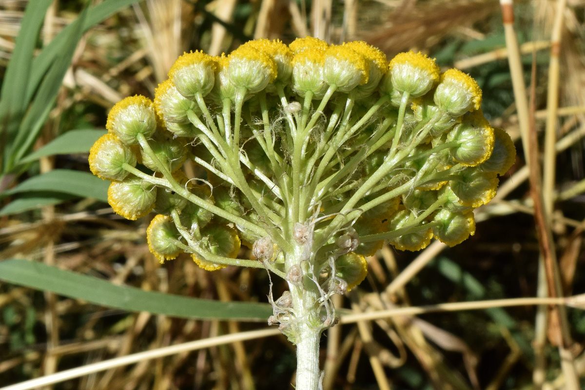 Изображение особи Handelia trichophylla.