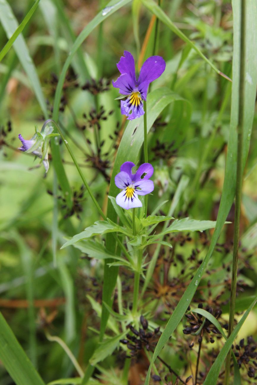 Image of Viola tricolor specimen.