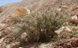 Astragalus spinosus. Старый плодоносящий куст. Израиль, окр. г. Арад, опустыненная фригана на дне вади. 04.03.2020.