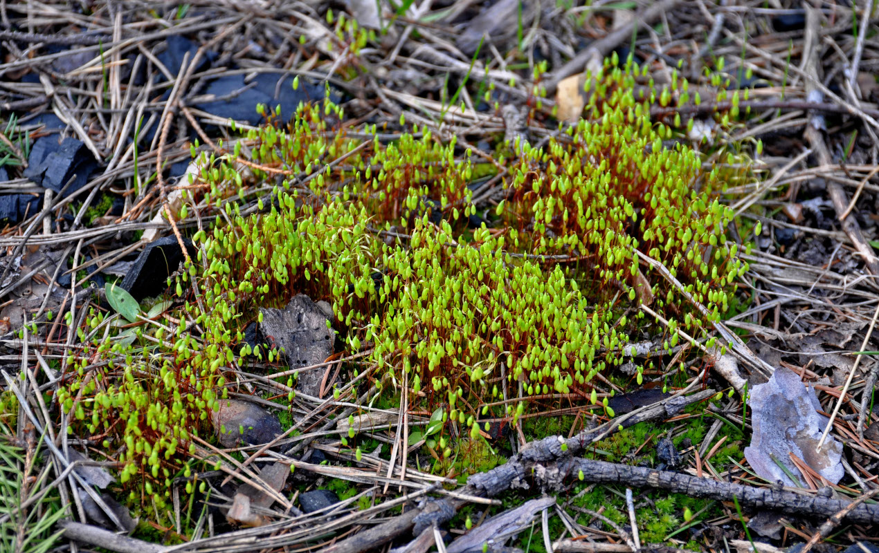 Image of genus Bryum specimen.