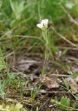 Minuartia arctica