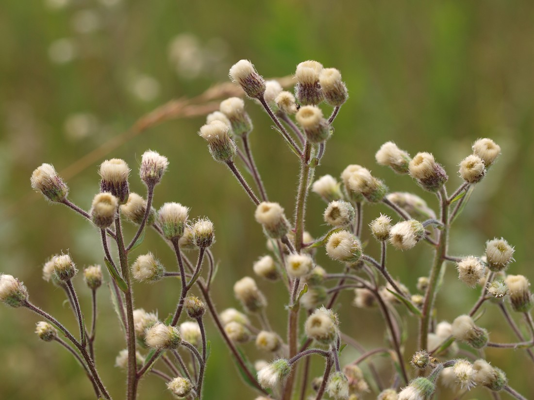 Изображение особи Erigeron acris.