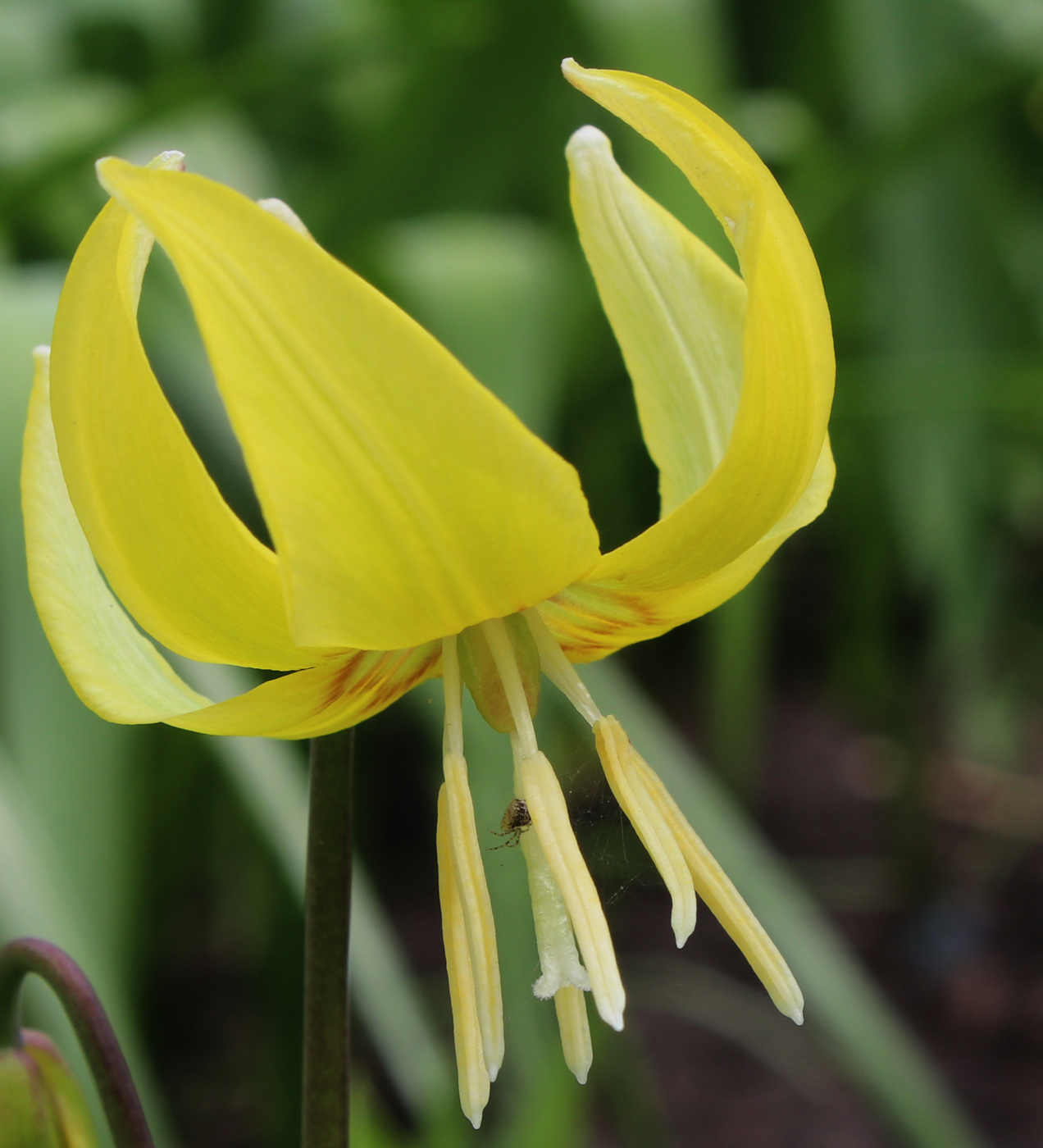 Изображение особи Erythronium tuolumnense.