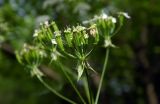 Anthriscus sylvestris