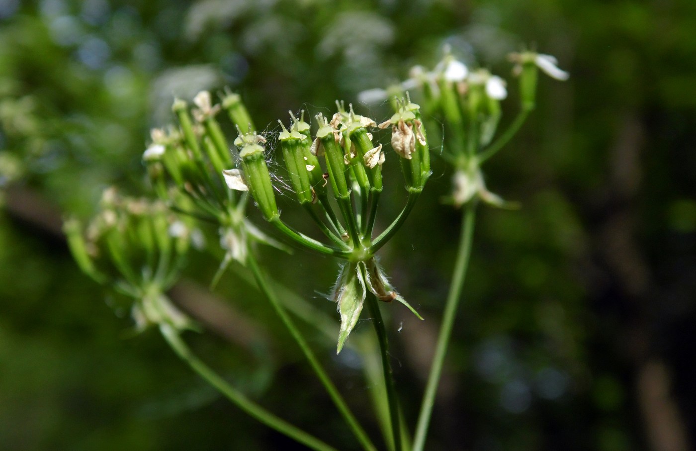 Изображение особи Anthriscus sylvestris.