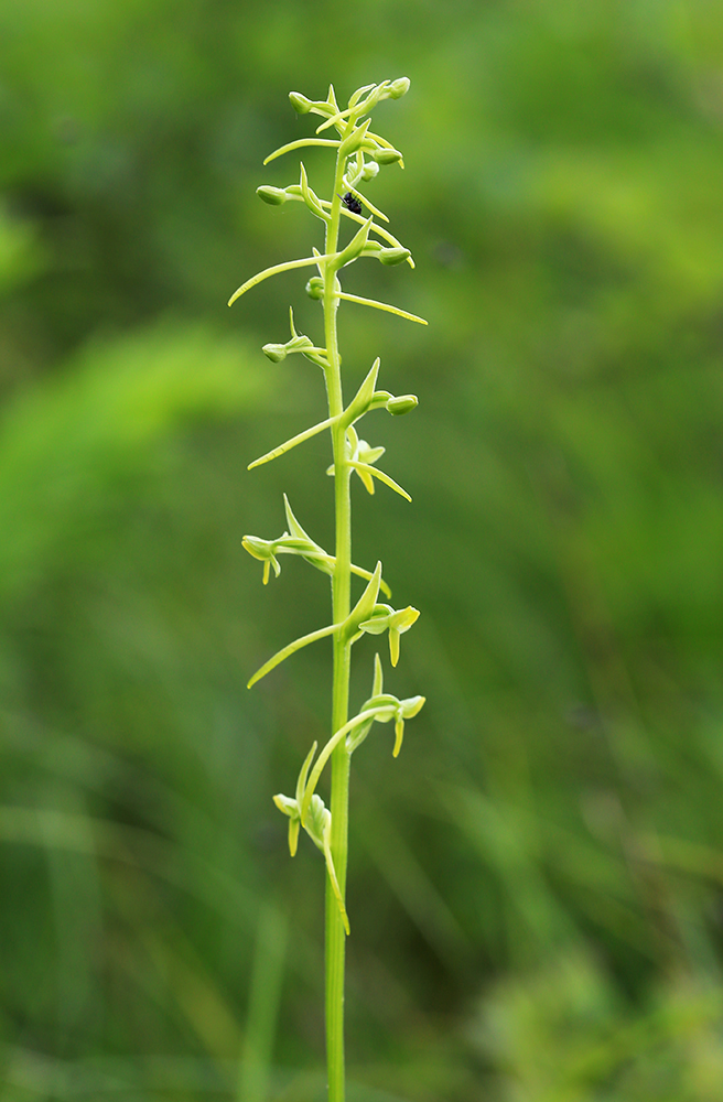 Изображение особи Platanthera tipuloides.